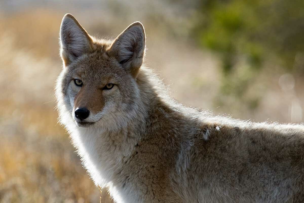Coyotes Continue to be Spotted Across Portland - Bridgeliner.